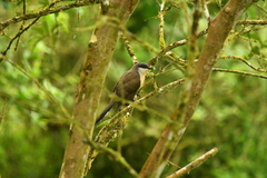 Coccyzus melacoryphus