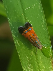Tricyanaula aurantiaca