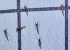 Chaoborus punctipennis