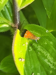Tricyanaula aurantiaca