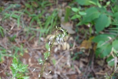 Adenophora triphylla