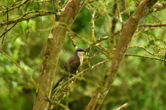 Coccyzus melacoryphus