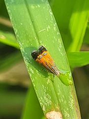 Tricyanaula aurantiaca