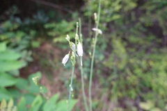 Adenophora triphylla