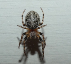 Larinioides patagiatus