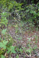 Adenophora triphylla