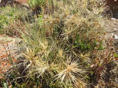 Spinifex sericeus