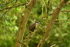 Coccyzus melacoryphus