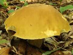 Boletus gertrudiae