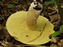 Boletus gertrudiae