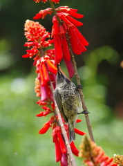 Chalcomitra amethystina