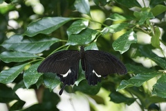 Papilio iswara