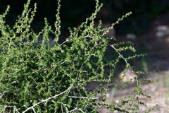 Asparagus acutifolius