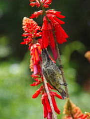 Chalcomitra amethystina