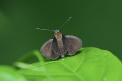 Ancistroides nigrita