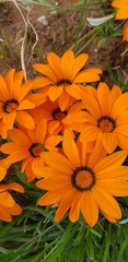 Gazania pectinata