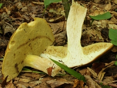 Boletus gertrudiae