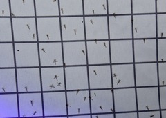 Chaoborus punctipennis