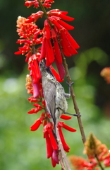 Chalcomitra amethystina