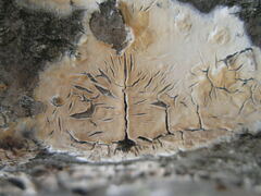 Phanerochaete laevis