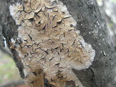 Phanerochaete laevis