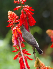 Chalcomitra amethystina