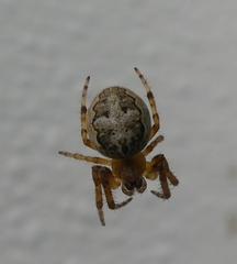 Larinioides patagiatus