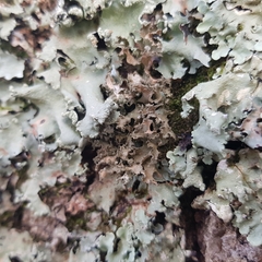 Tuckermanopsis chlorophylla