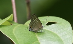 Deudorix epijarbas