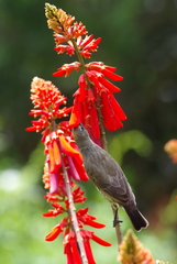 Chalcomitra amethystina