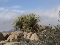 Nolina bigelovii