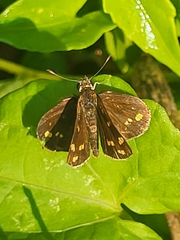 Taractrocera ceramas