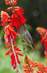 Chalcomitra amethystina