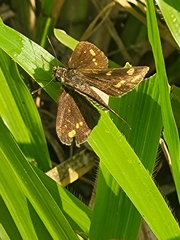 Taractrocera ceramas