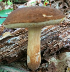 Xanthoconium purpureum