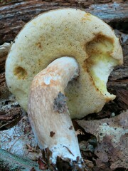 Xanthoconium purpureum