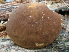 Xanthoconium purpureum