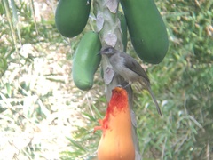 Pycnonotus conradi