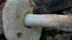 Xanthoconium purpureum