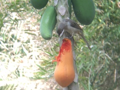 Pycnonotus conradi