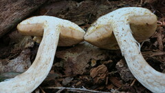 Xanthoconium purpureum