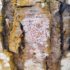 Arthonia cinnabarina
