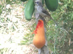 Pycnonotus conradi
