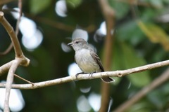 Sublegatus obscurior