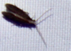 Agraylea