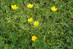 Ranunculus sardous
