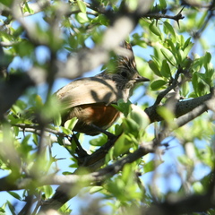 Rhinocrypta lanceolata