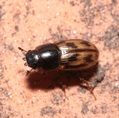 Chilothorax