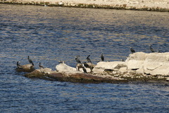 Phalacrocorax carbo