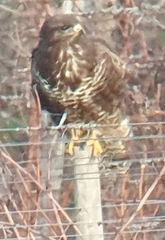 Buteo buteo